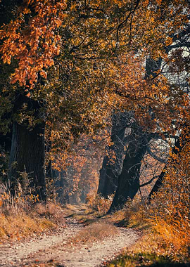 Autumn alley among tress
