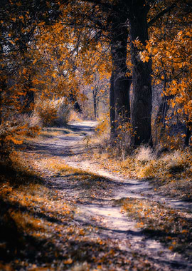 Autumn alley among trees