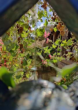 Flowers by the river
