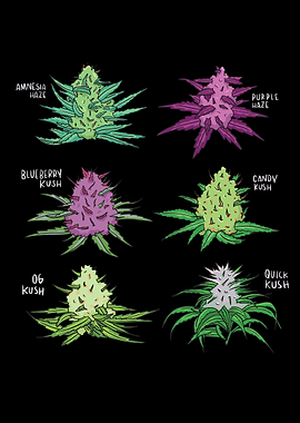 Cannabis Plants types