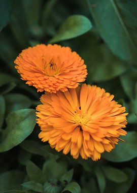 Pot Marigold