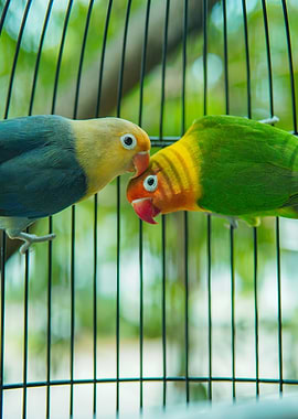Love Bird