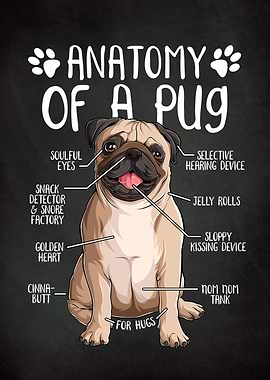 Anatomy of a Pug Dog