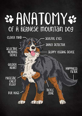 Bernese Mountain Dog