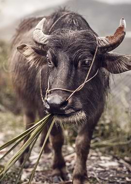 Vietnamese Cow
