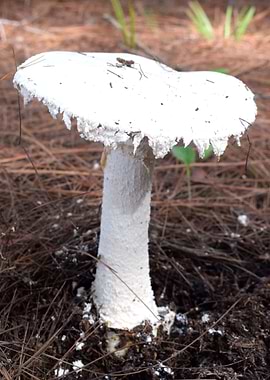 European white egg 1