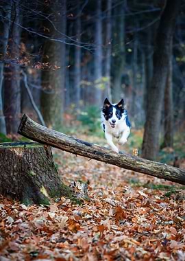 Jumping dog, autumn forest