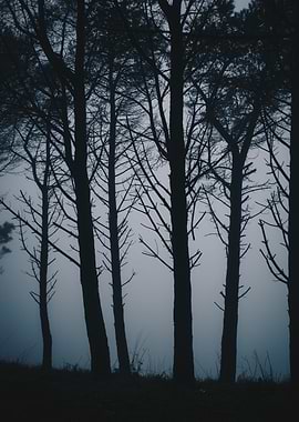 Trees in the fog