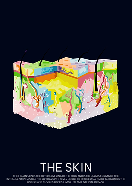 The Skin