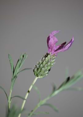 Lavandula flower close up