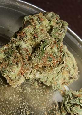 Medical cannabis close up