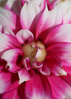Dahlia flowering close up