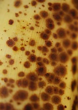 Banana fruit skin close up