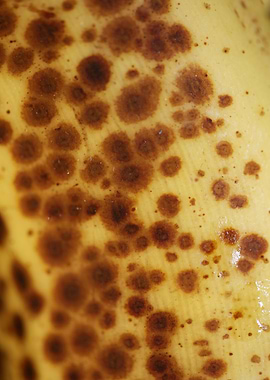 Banana fruit skin close up