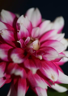 Dahlia flower blossoming