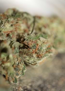 Medical cannabis marihuana