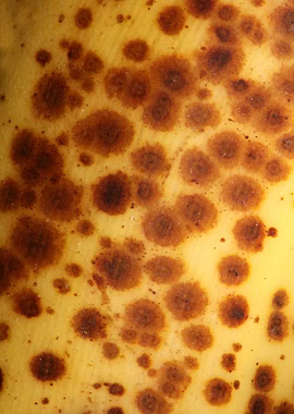 Banana fruit skin close up
