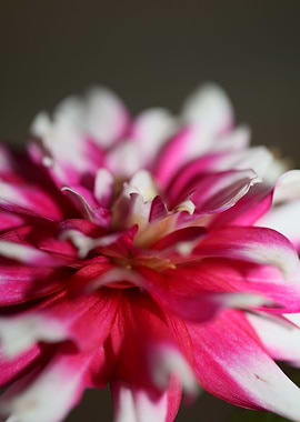 Dahlia flowering close up