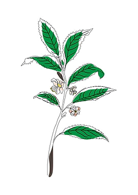 Botanical one line art