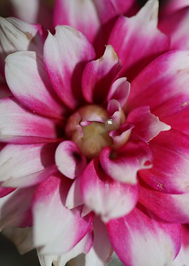 Dahlia flowering close up