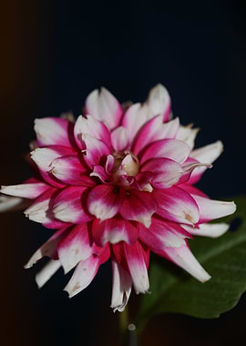 Dahlia flower blossoming