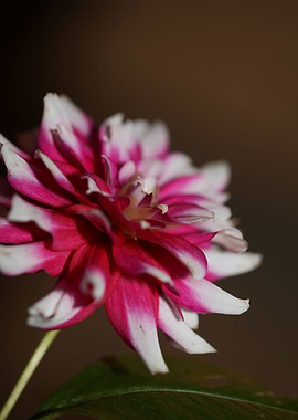 Dahlia flower blossoming