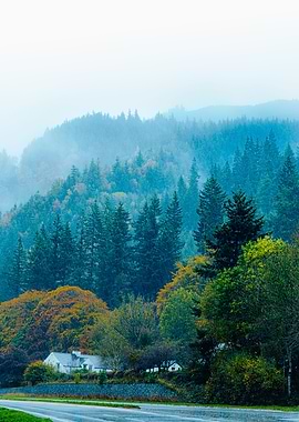 Layers of fog and trees