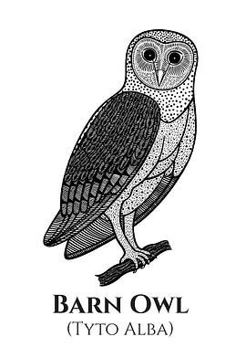 Barn Owl bird ink design