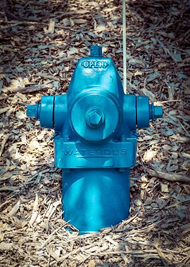 Blue Waterous in Nature