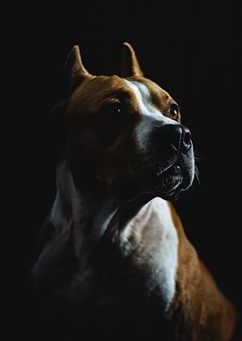 Dog Portrait 3