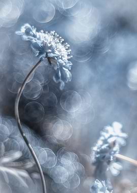 Blue flowers, macro,garden