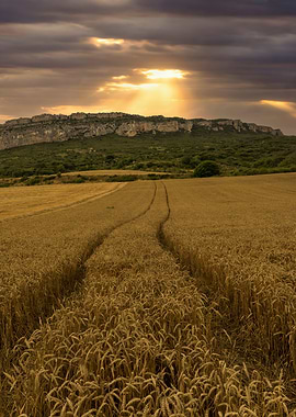 Sunsets landscapes field