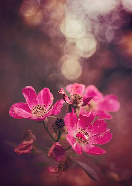 Pink autumn rose, macro