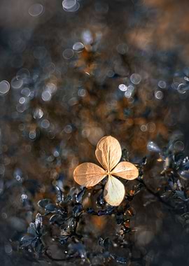 Dried hydrangea flowers