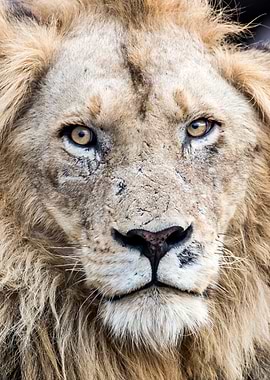 Lion Portrait
