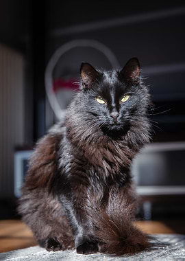Black cat, pet, domestic