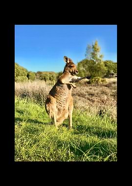 Kangaroo