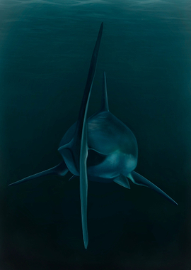 Great White Swimming