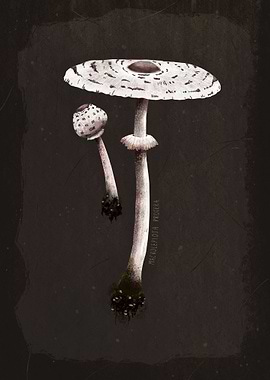 Parasol mushroom