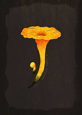 Chanterelle Mushroom