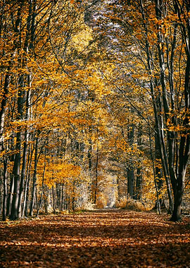 Autumn trees in the forest