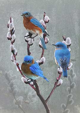 Pussy Willow Bluebirds