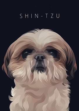 ShihTzu 6
