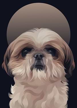 ShihTzu 7