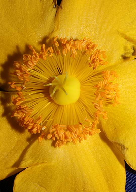 Hypericum flower close up