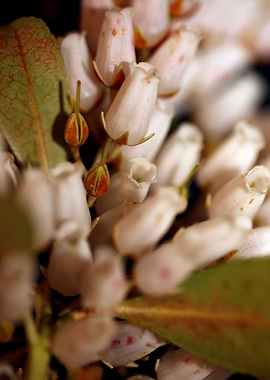 White Pieris flower macro