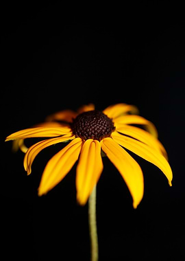 Rudbeckia flower close up