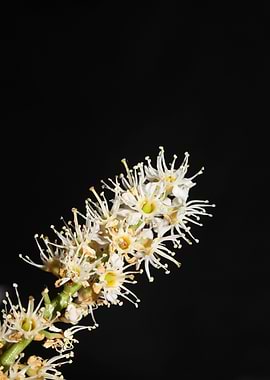 Prunus lusitanica blossom