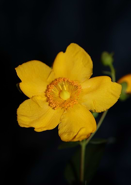 Hypericum flower blossom