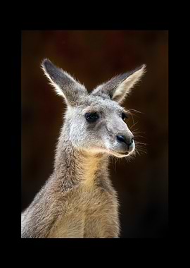 Kangaroo